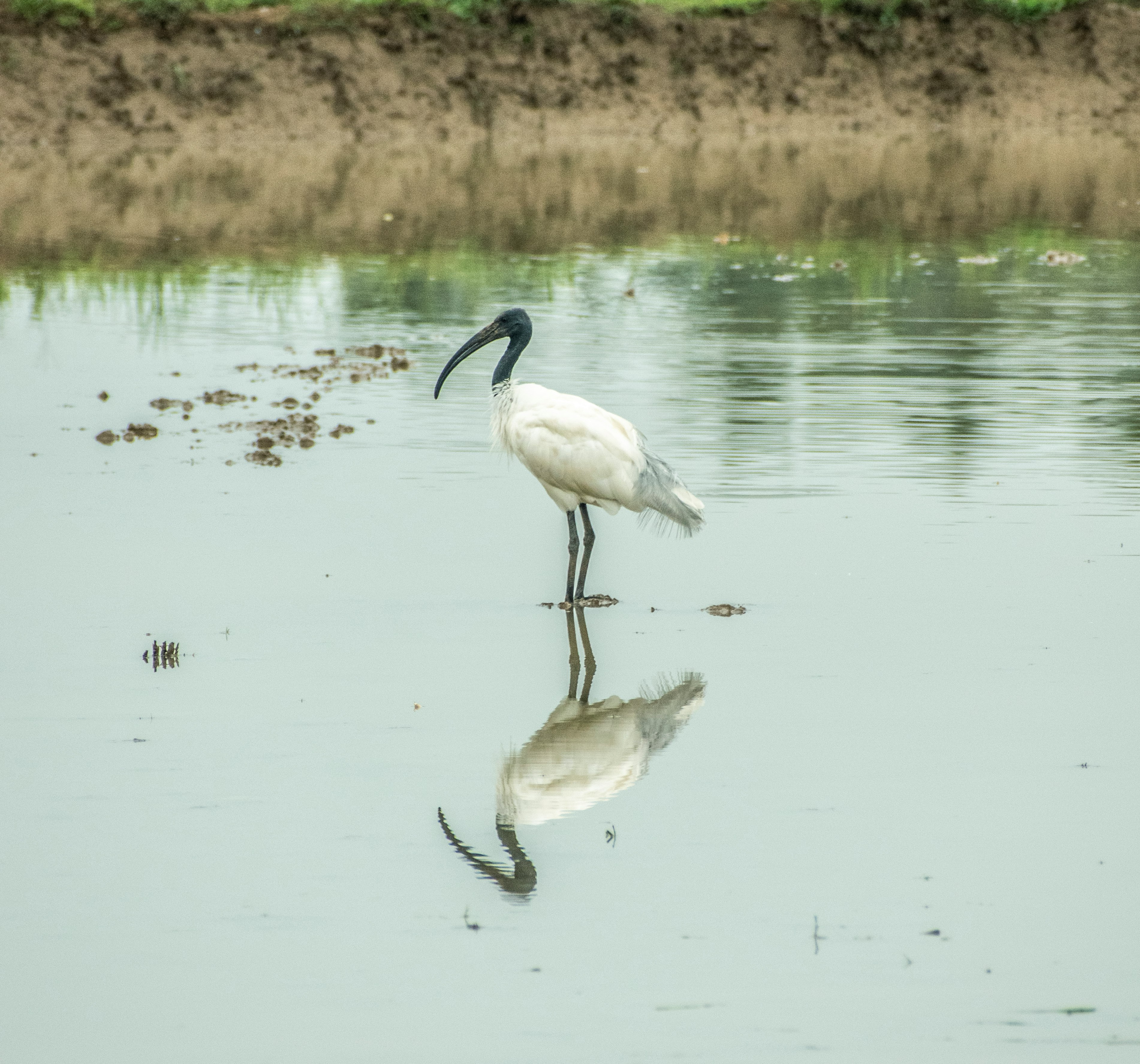 white long beak bird on water during daytime